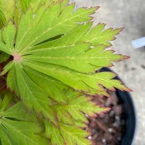May include: A Japanese maple plant featuring deeply lobed, palmate leaves. The foliage is a vibrant light green with distinct, thin reddish-brown margins along the serrated edges. The leaves radiate from a central point, displaying a delicate texture.