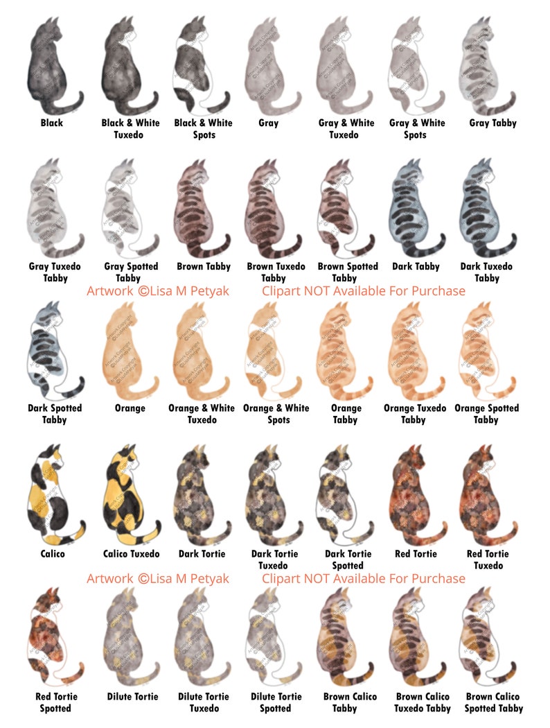 Puede incluir: Un gr&aacute;fico de 18 razas de gatos diferentes, cada una ilustrada con una pintura de acuarela de un gato en posici&oacute;n sentada. Las razas est&aacute;n etiquetadas con sus nombres, incluyendo Negro, Negro y Blanco Tuxedo, Negro y Blanco Manchas, Gris, Gris y Blanco Tuxedo, Gris y Blanco Manchas, Gris Tabby, Gris Tuxedo Tabby, Gris Tabby Manchado, Marr&oacute;n Tabby, Marr&oacute;n Tuxedo Tabby, Marr&oacute;n Tabby Manchado, Tabby Oscuro, Tabby Tuxedo Oscuro, Tabby Manchado Oscuro, Naranja, Naranja y Blanco Tuxedo, Naranja y Blanco Manchas, Naranja Tabby, Naranja Tuxedo Tabby, Naranja Tabby Manchado, Calico, Calico Tuxedo, Tortie Oscuro, Tortie Tuxedo Oscuro, Tortie Manchado Oscuro, Tortie Rojo, Tortie Tuxedo Rojo, Tortie Manchado Rojo, Tortie Diluido, Tortie Tuxedo Diluido, Tortie Manchado Diluido, Tabby Calico Marr&oacute;n, Tabby Tuxedo Calico Marr&oacute;n y Tabby Manchado Calico Marr&oacute;n.