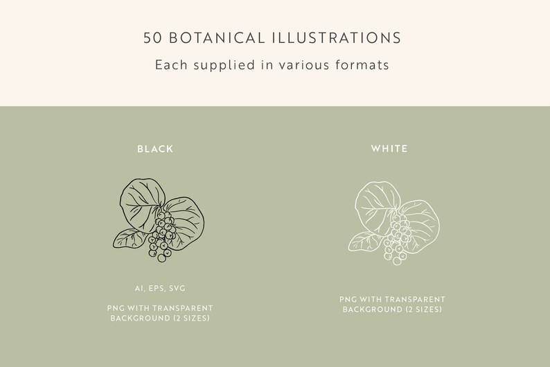 Botanical Vector Illustrations | Plants Clipart | Leaf Illustrations ...