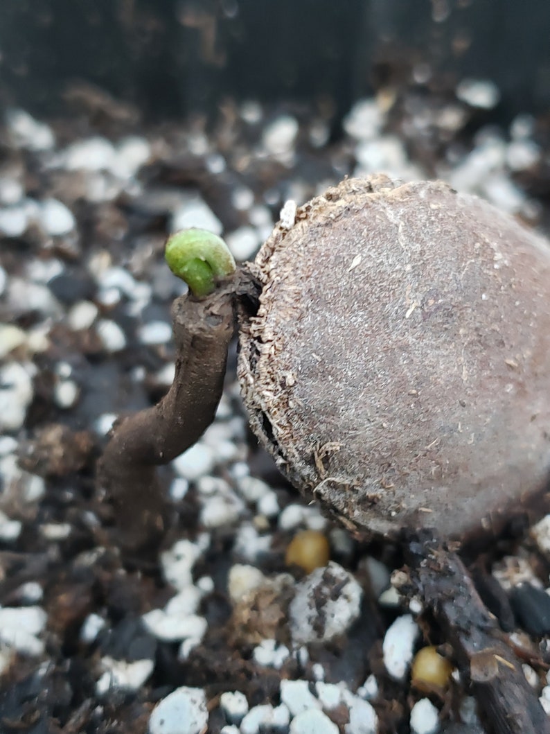 Junglesop Fruit Anonidium Mannii Live Seedling 1 Gallon Etsy