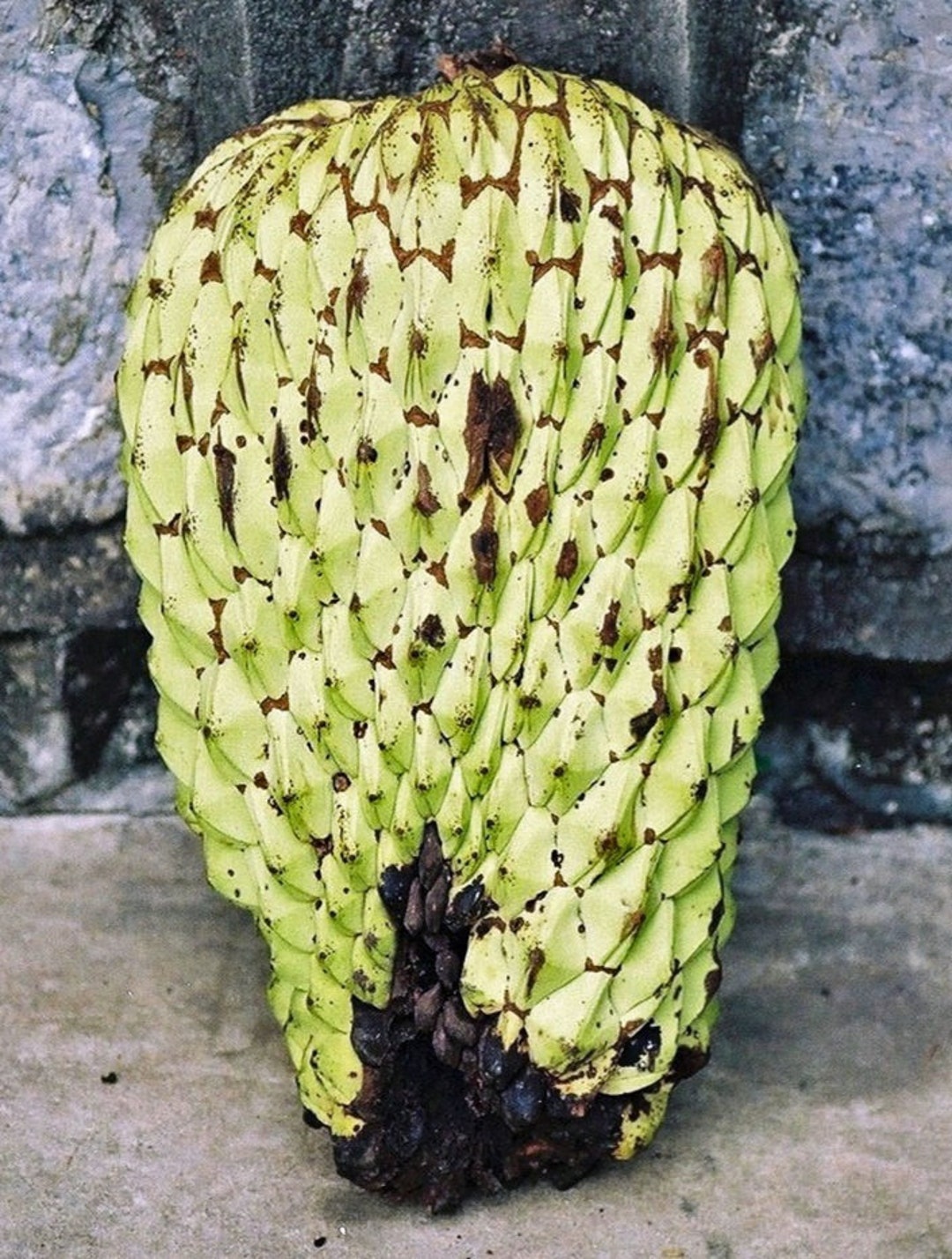 Junglesop Fruit Anonidium Mannii Live Seedling 1 Gallon Etsy Australia