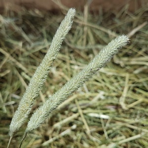 Box of Proper Farm Fresh Organic Timothy Hay Great for Guinea Pigs, Rabbits & Other Small Pets Approx 7kg image 2