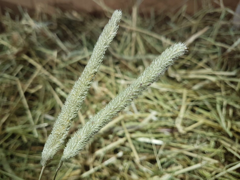 Box of Proper Farm Fresh Organic Timothy Hay Great for Guinea Pigs, Rabbits & Other Small Pets Approx 7kg image 2