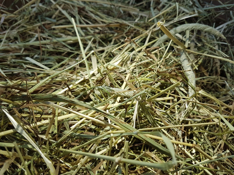 Box of Proper Farm Fresh Organic Timothy Hay Great for Guinea Pigs, Rabbits & Other Small Pets Approx 7kg image 1