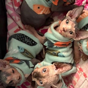 Puede incluir: Cuatro gatos Sphynx sin pelo llevan jerséis de forro polar azul claro a juego. Los jerséis presentan un patrón repetitivo de peces naranjas, negros y azules. Los gatos están juntos, mostrando su piel arrugada y sus grandes orejas.