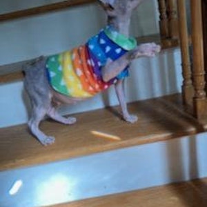 Pride Fleece sphynx and bambino cat shirts both adult/kitten sizes multiple rainbow print, cat clothes sizing in description