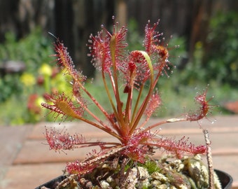 LIVE Carnivorous Oblong-leafed Sundew (Drosera intermedia) - Small Beginner Friendly Plant