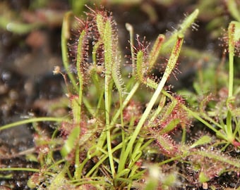 May include: Close-up of a group of small, green carnivorous plants with red hairs. The plants are growing in a black plastic tray.