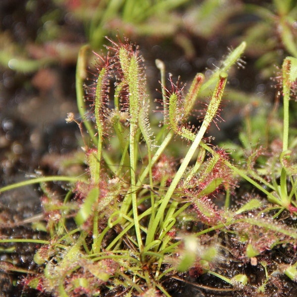 LIVE Carnivorous Cape Sundew (Drosera capensis Typical) - Small Beginner Friendly Plant