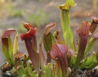Live Sarracenia chelsonii 'Maroon' Pitcher Plant - Beginner Friendly Carnivorous Plant - Medium Sized