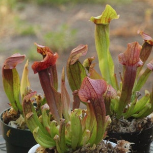 Live Sarracenia chelsonii 'Maroon' Pitcher Plant - Beginner Friendly Carnivorous Plant - Medium Sized