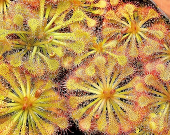 LIVE Carnivorous Spoon-leafed Sundew (Drosera Spatulata Typical) Small Beginner Friendly Plant