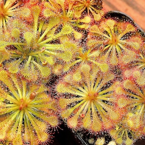 LIVE Carnivorous Spoon-leafed Sundew (Drosera Spatulata Typical) Small Beginner Friendly Plant