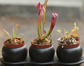 Carnivorous Starter Pack - Sundew, Sarracenia, Flytrap Small Plants in Modern Ceramic Pot