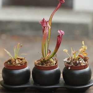 Carnivorous Starter Pack - Sundew, Sarracenia, Flytrap Small Plants in Modern Ceramic Pot