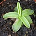 see more listings in the Savage Starter Plants section