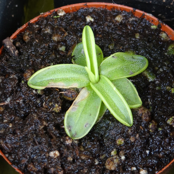 LIVE Carnivorous Pinguicula primuliflora - Beginner Friendly Flowering Sized Butterwort