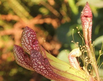 LIVE Carnivorous Pitcher Plant "Scarlet Belle" Sarracenia x wrigleyana - Beginner Friendly Medium American Trumpet Pitcher