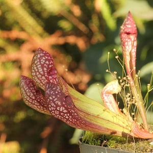 May include: A close-up of a carnivorous plant with multiple red and white pitcher-shaped traps. The plant is growing in a brown pot and has thin, green stems.