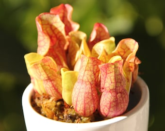 Sarracenia purpurea "Venosa Red" Pitcher Plant - Small Carnivorous Plant