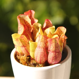 Sarracenia purpurea "Venosa Red" Pitcher Plant - Small Carnivorous Plant