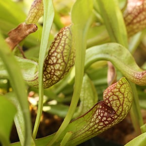 BIG Carnivorous Sarracenia Scarlet Belle Carnivorous Pitcher Plant x wrigleyana LIVE Medium Sized American Trumpet Pitcher image 3