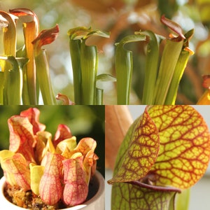 Live Sarracenia Carnivorous Pitcher Plant - Medium Flowering Sized ...