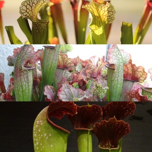 Live Sarracenia Carnivorous Pitcher Plant Medium Flowering Sized Beginner-Friendly North American Trumpet Pitcher image 1