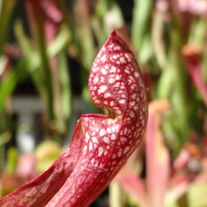 BIG Carnivorous Sarracenia Scarlet Belle Carnivorous Pitcher Plant x wrigleyana LIVE Medium Sized American Trumpet Pitcher image 7