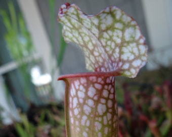 LIVE Carnivorous Pitcher Plant Sarracenia "Juthatip Soper" Leucophylla x Purpurea - Small Beginner-Friendly North American Trumpet Pitcher