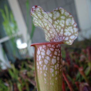 LIVE Carnivorous Pitcher Plant Sarracenia "Juthatip Soper" Leucophylla x Purpurea - Small Beginner-Friendly North American Trumpet Pitcher