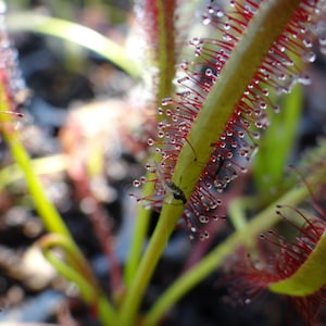 Large Carnivorous Cape Sundew (Drosera capensis Typical) Plant, Beginner Friendly LARGE LIVE Flowering Size