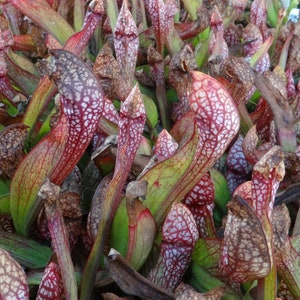 BIG Carnivorous Sarracenia &quot;Scarlet Belle&quot;  Carnivorous Pitcher Plant x wrigleyana - LIVE Medium Sized American Trumpet Pitcher