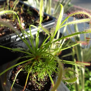 LIVE (3) Carnivorous Cape Sundew (Drosera capensis Typical) Small, Medium, Large Combo Pack