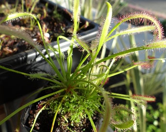 May include: A close-up of a carnivorous sundew plant with long, thin, green leaves covered in red hairs. The plant is growing in a black pot and is surrounded by other plants.