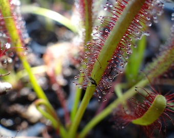Large Carnivorous Cape Sundew (Drosera capensis Typical) Plant, Beginner Friendly LARGE LIVE Flowering Size