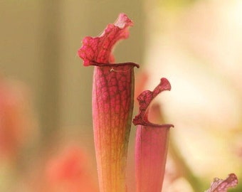 Live Sarracenia "Juthatip Soper" Carnivorous Pitcher Plant  - Medium 9" Beginner Friendly American Trumpet Pitcher