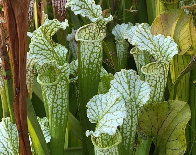 HUGE 18” Carnivorous Pitcher Plant Sarracenia Leucophylla - Specimen ...