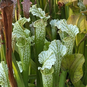 HUGE 18” Carnivorous Pitcher Plant Sarracenia Leucophylla - Specimen Size American Trumpet Pitcher
