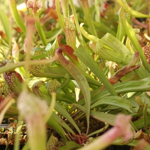 BIG Carnivorous Sarracenia "scarlet Belle" Carnivorous Pitcher Plant X ...
