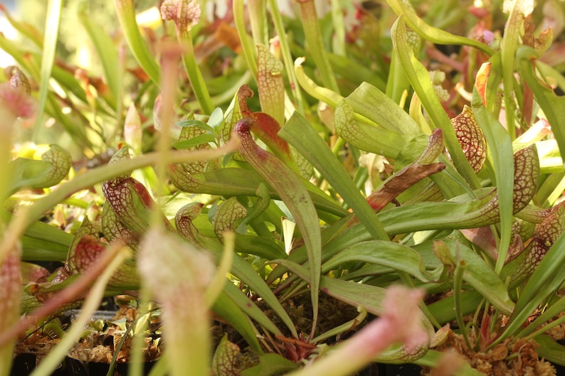 BIG Carnivorous Sarracenia Scarlet Belle Carnivorous Pitcher Plant x wrigleyana LIVE Medium Sized American Trumpet Pitcher image 6