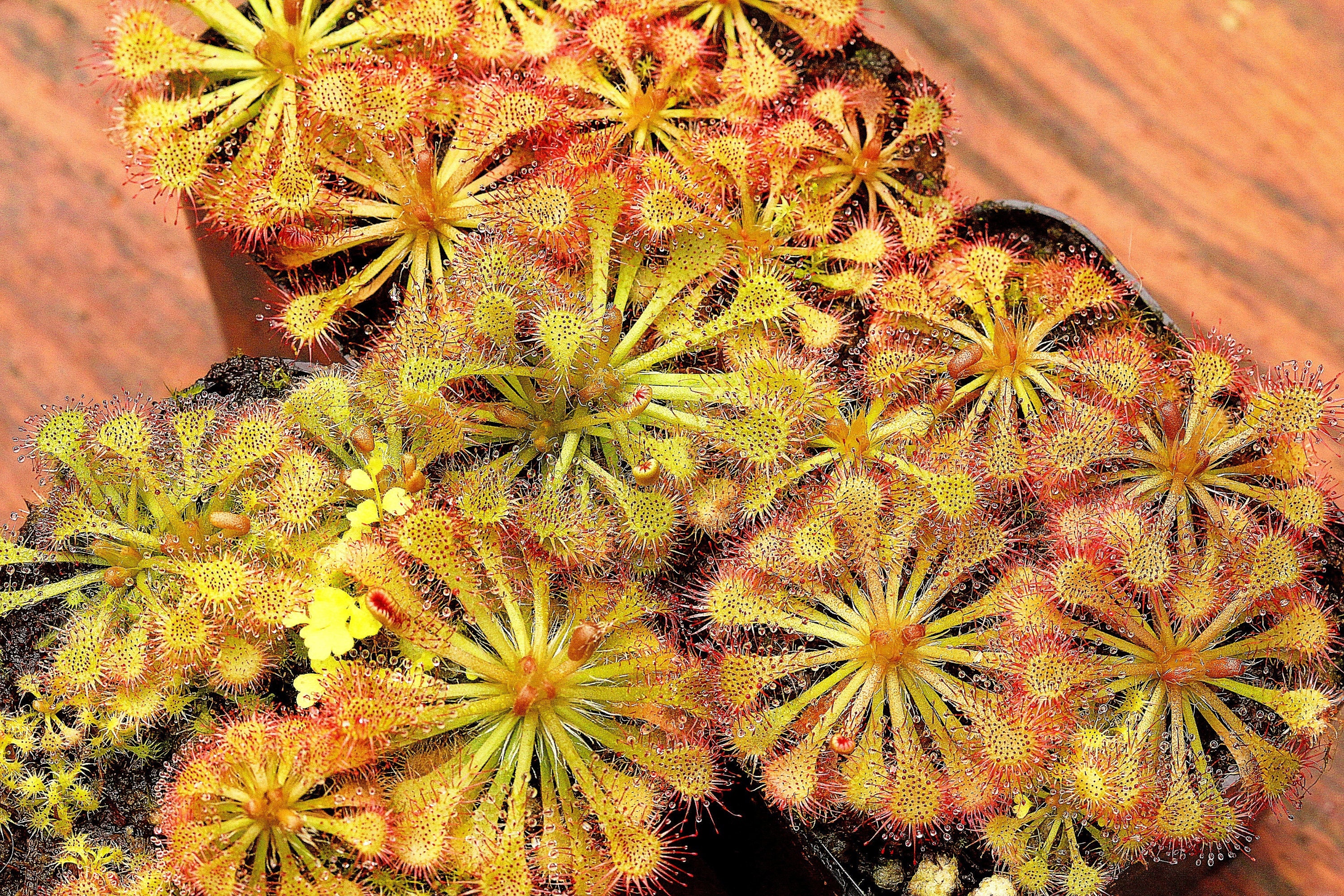 LIVE Carnivorous Spoon-leafed Sundew (Drosera Spatulata Typical) Small Plant