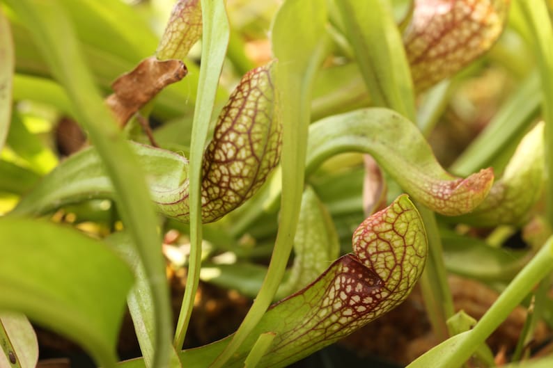 BIG Carnivorous Sarracenia Scarlet Belle Carnivorous Pitcher Plant x wrigleyana LIVE Medium Sized American Trumpet Pitcher image 3