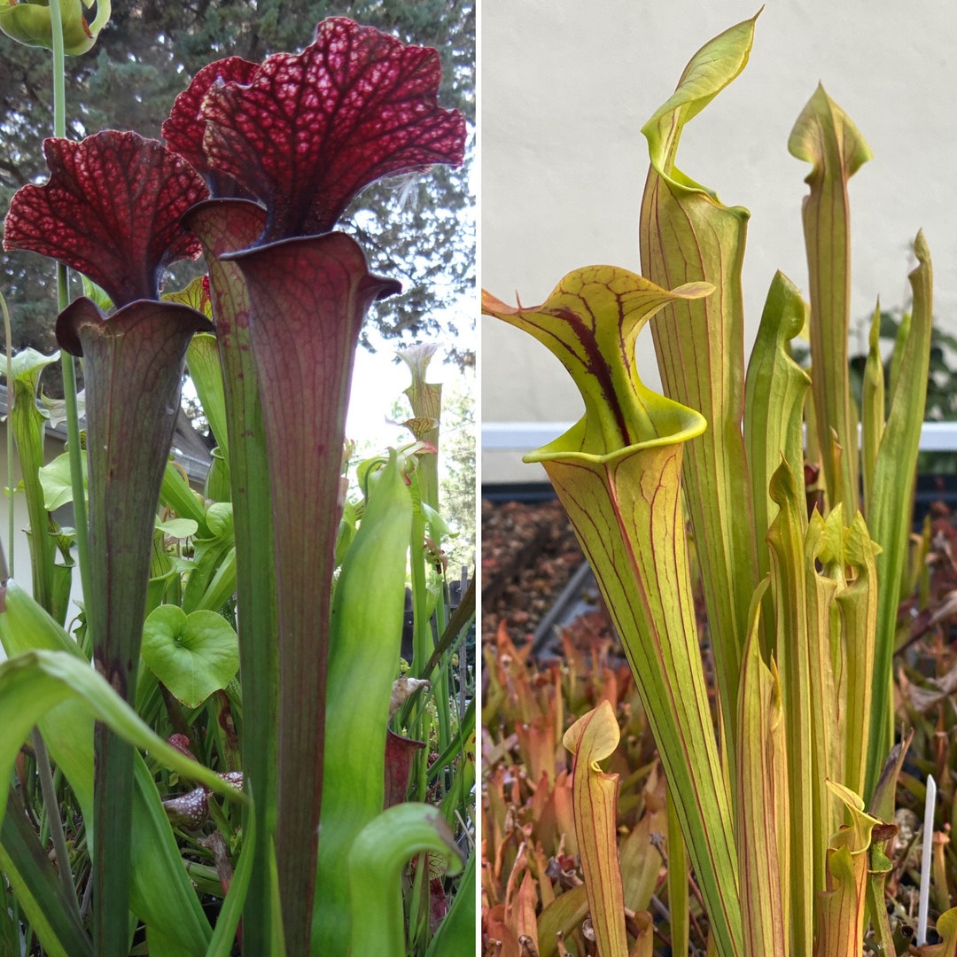 HUGE Sarracenia Carnivorous Pitcher Plant Specimen Sized Beginner ...