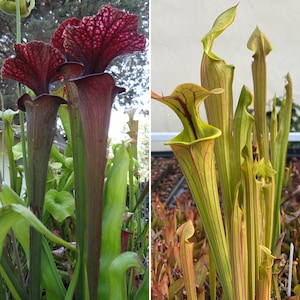 HUGE Sarracenia Carnivorous Pitcher Plant - Specimen Sized Beginner-Friendly North American Trumpet Pitcher