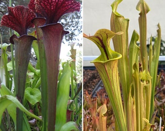 HUGE Sarracenia Carnivorous Pitcher Plant - Specimen Sized Beginner-Friendly North American Trumpet Pitcher