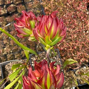 Live Sarracenia Carnivorous Pitcher Plant Medium Flowering Sized Beginner-Friendly North American Trumpet Pitcher image 5