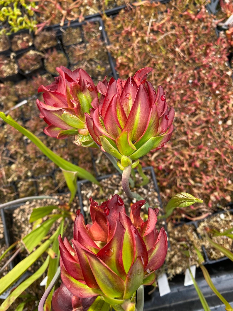 Live Sarracenia Carnivorous Pitcher Plant Medium Flowering Sized Beginner-Friendly North American Trumpet Pitcher image 5