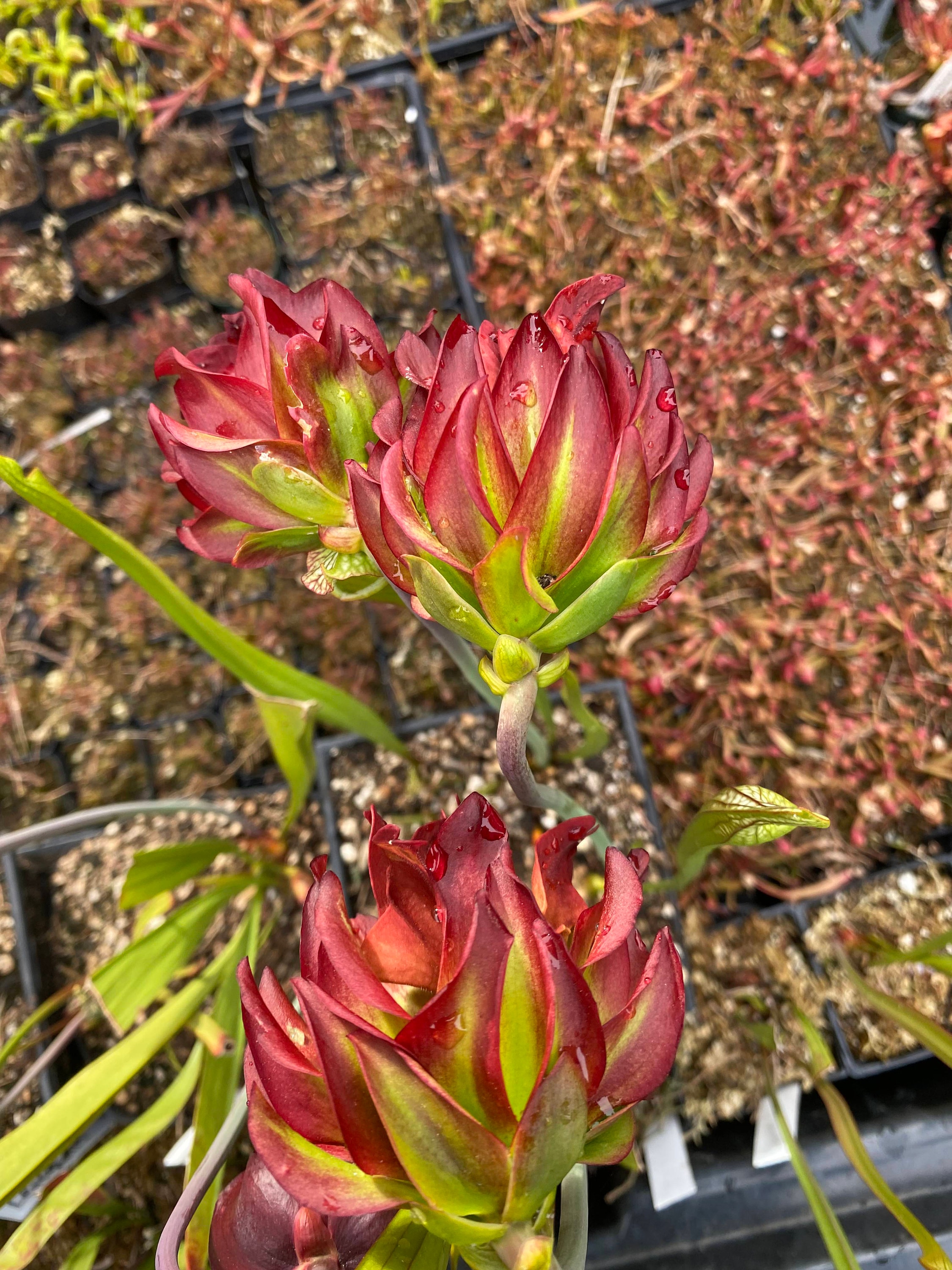 Live Sarracenia Carnivorous Pitcher Plant - Medium Flowering Sized ...