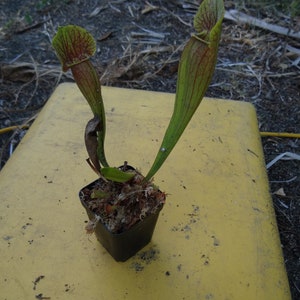 Live Sarracenia Carnivorous Pitcher Plant - Medium Flowering Sized ...